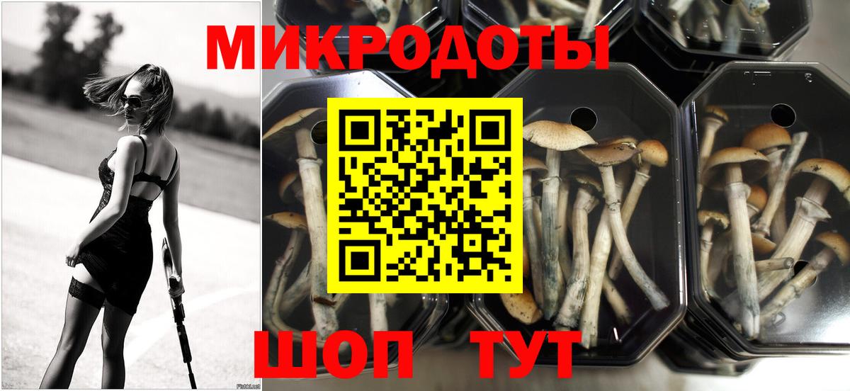 Псилоцибиновые грибы Psilocybe Слободской